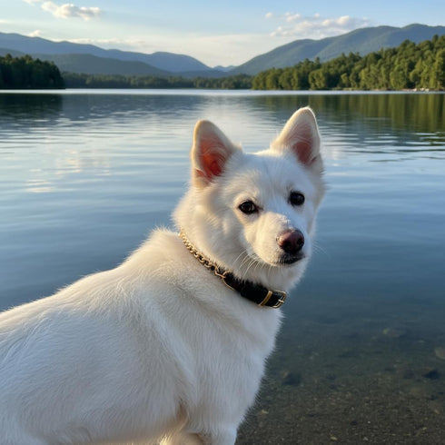 Japanese Spitz with Martingale collar lake view