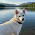 Japanese Spitz with Martingale collar lake view