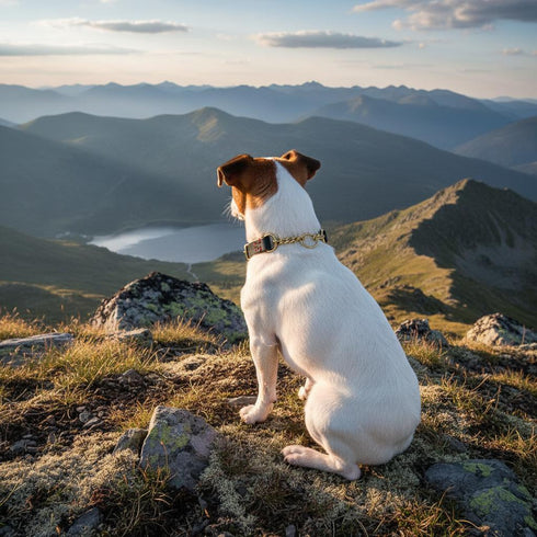 Martingale Collar for Small Dogs