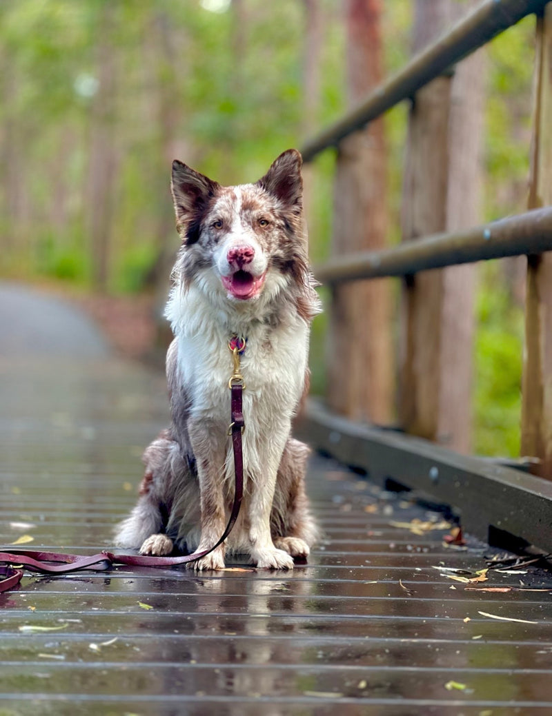 The Art of Leathercraft in Pet Accessories