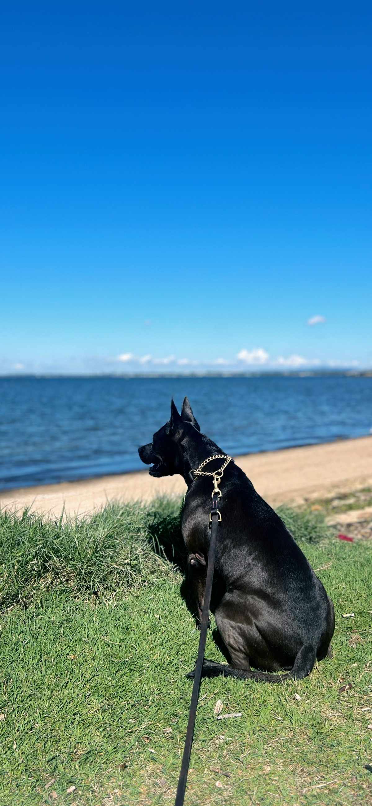 Coordinated Pair - Martingale Collar & Training Leash