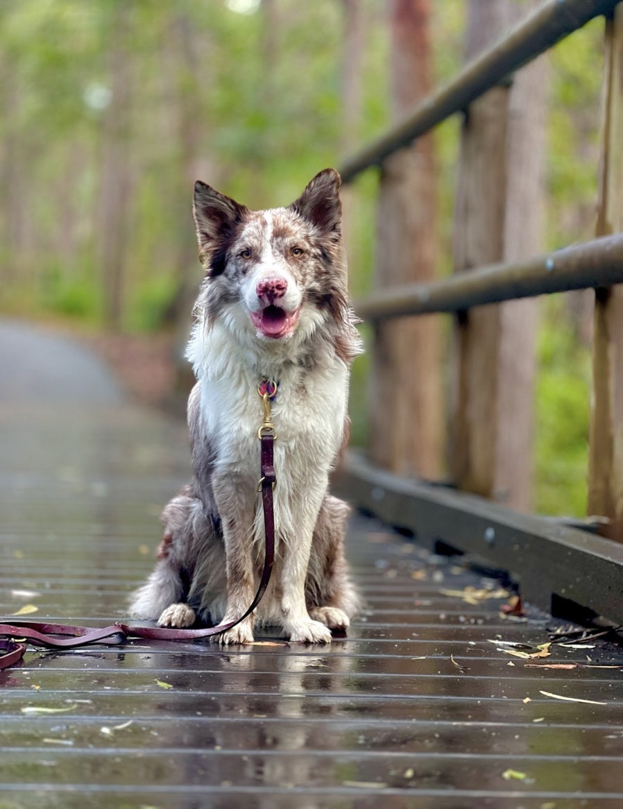 Regal Blue Premium Tuscan Leather Leash