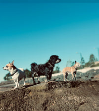 Tuscan Leather Martingale Dog Collar – 40mm | Premium for medium and large Dogs